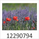 Mohnblume Motivgalerie Infrarotheizungen nuck 12290794