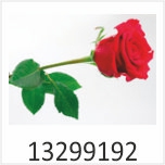 Rose Motivgalerie Infrarotheizungen nuck 13299192