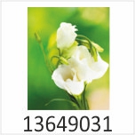 Weiße Blüte Motivgalerie Infrarotheizungen nuck 13649031