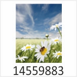 Wiesenblumen Motivgalerie Infrarotheizungen nuck 14559883