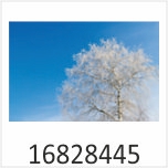 Winterbaum Motivgalerie Infrarotheizungen nuck 16828445