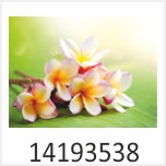 Blumen Zen Motivgalerie Infrarotheizungen nuck 14193538