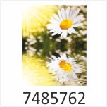 Gänseblümchen Motivgalerie Infrarotheizungen nuck 7485762